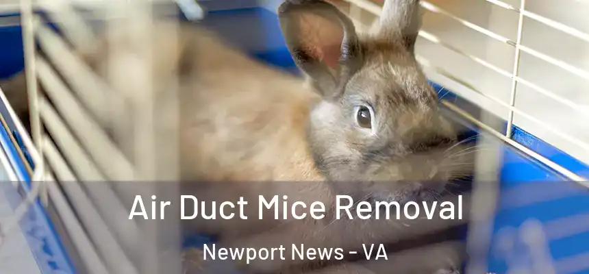 Air Duct Mice Removal Newport News - VA